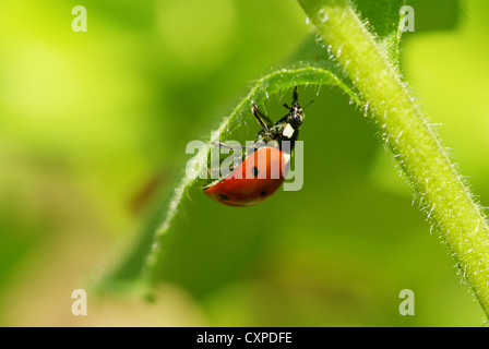 Ladybug seduti sulla lama di erba Foto Stock