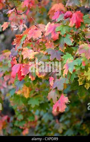 Norvegia (acero Acer platanoides) Foto Stock