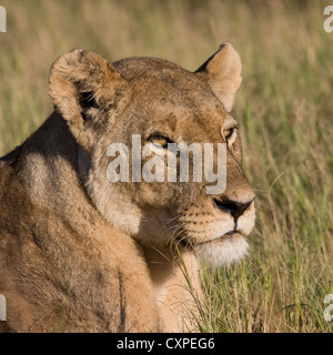 Close-up di una leonessa (Panthera leo) nella prateria a guardare la preda, Moremi, Botswana Foto Stock