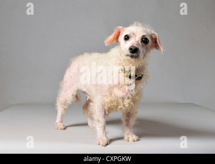 Una bianca croce vecchia razza di cani Mongrel cercando il vecchio e sporco. Foto Stock