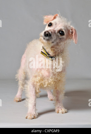 Una bianca croce vecchia razza di cani Mongrel cercando il vecchio e sporco. Foto Stock