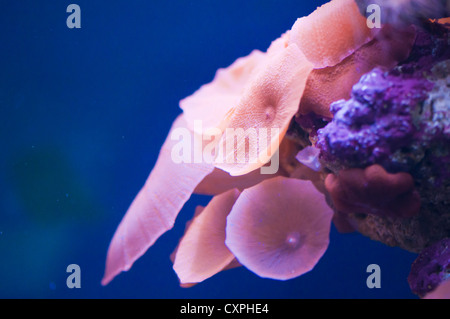 Primo piano di un bel colore rosa corallo Foto Stock