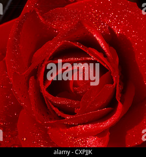 Close-up di una rosa rossa Foto Stock