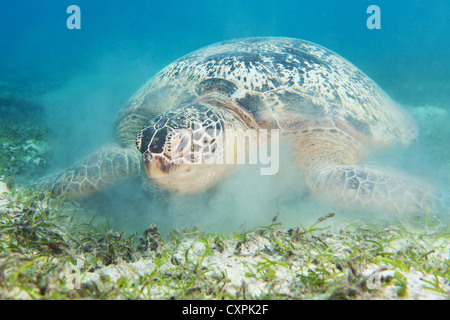 Sea Turtle racing sul mare fondo di erbaccia Foto Stock