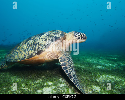 Tartaruga subacquea profonda sul fondo di alghe marine Foto Stock