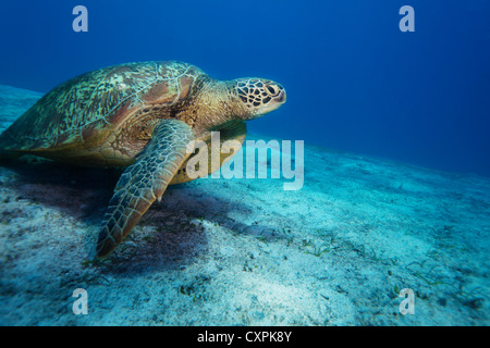 Enorme tartaruga di mare sulla parte inferiore sabbiosa profonda nell'oceano Foto Stock