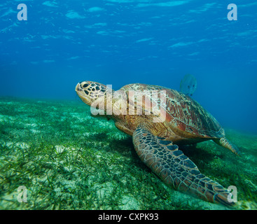 Grande tartaruga di mare sul fondo di alghe marine sulle Filippine Foto Stock