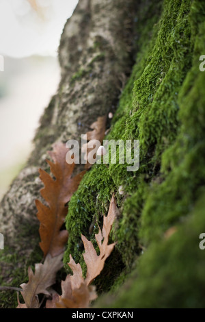 Funghi Mycena galopus (mungitura del cofano o del latte-drop Mycena) cresce in moss tra boschi di detriti caduti di foglie di quercia. Foto Stock