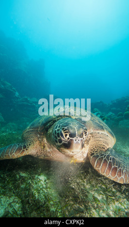 Tartaruga di mare mangiare alghe sul fondo dell'oceano Foto Stock