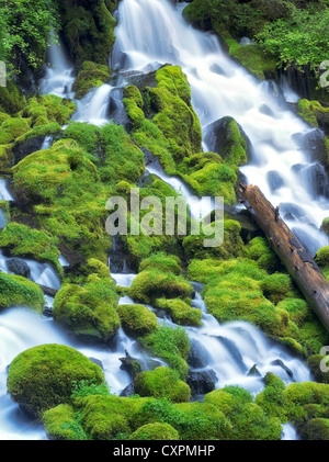 Clearwater cade con moss Umpqua National Forest, Oregon Foto Stock