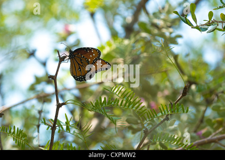 Farfalla monarca, parco nazionale di Big Bend, Texas. Foto Stock