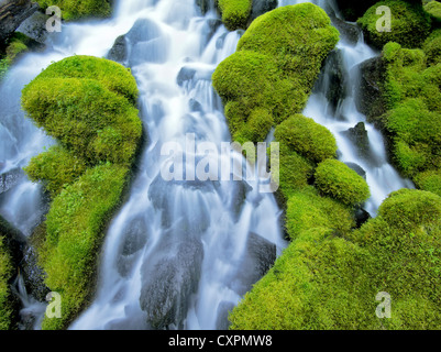 Clearwater cade con MOSS. Umpqua National Forest, Oregon Foto Stock