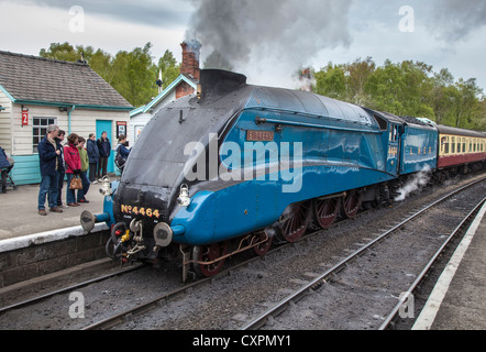 LNER Classe A4 4464 Tarabuso motore a vapore a Grosmont, North York Moors Railway Foto Stock