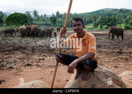 Mahood con i suoi elefanti a Pinnawala l'Orfanotrofio degli Elefanti a Rambukkana vicino villaggio Kegella, Sri Lanka Foto Stock