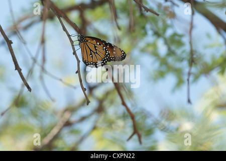 Farfalla monarca, parco nazionale di Big Bend, Texas. Foto Stock