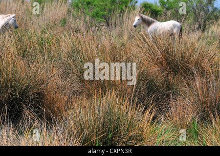 Due cavalli selvatici bianchi della Camargue che si trovano in una zona paludosa vicino a Saintes-Maries-de-la-Mer, Camargue, sud della Francia Foto Stock