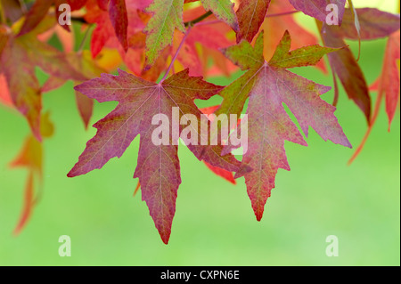 Liquidambar styraciflua americano gomma dolce autunno o cadono le foglie e fogliame Foto Stock