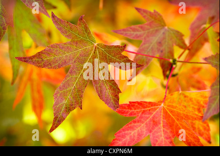 Liquidambar styraciflua americano gomma dolce autunno o cadono le foglie e fogliame Foto Stock