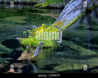 Monkey fiori che crescono sul log in silenziosa creek, Oregon fiori selvatici,streamside,spring creek Foto Stock