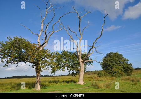 Parte del Carlton paludi Riserva Naturale vicino Lowestoft, Inghilterra. Foto Stock