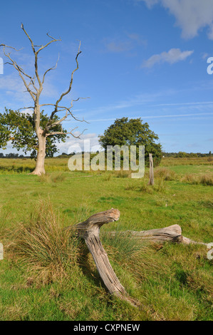 Parte del Carlton paludi Riserva Naturale vicino Lowestoft, Inghilterra. Foto Stock