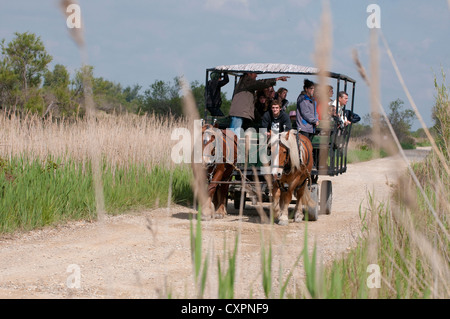 Carrello trainato da cavalli che porta i visitatori nelle ceneri dell'interno 'Sanctuary' il cuore del Marais du Vigueirat, Camargue, Francia Foto Stock