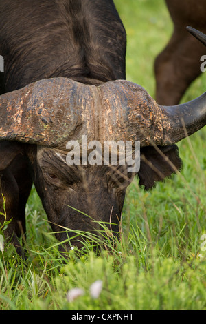 Buffalo (Syncerus caffer) in il Greater St Lucia Wetland Park, Kwazulu-Natal, Sud Africa Foto Stock