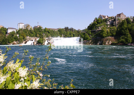 Cascate del Reno in Svizzera Foto Stock