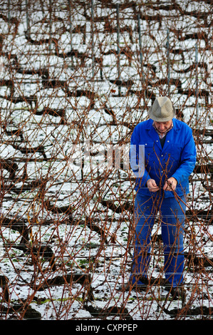 Un Swiss operaio della vigna nella potatura invernale del vigneto. Foto Stock