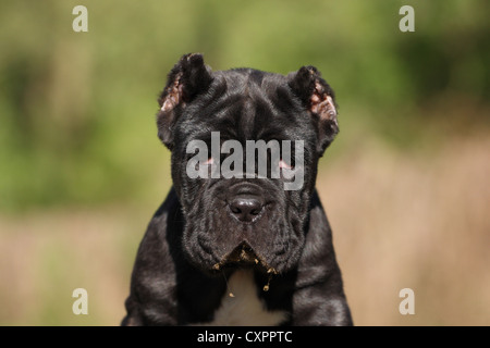 Mastino Napoletano cucciolo di cane Foto Stock