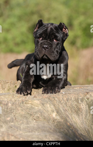 Mastino Napoletano cucciolo di cane Foto Stock