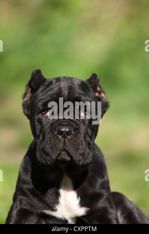 Mastino Napoletano cucciolo di cane Foto Stock