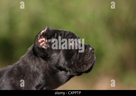 Mastino Napoletano cucciolo di cane Foto Stock