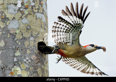 West Indian picchio rosso maggiore (Melanerpes superciliaris Foto Stock