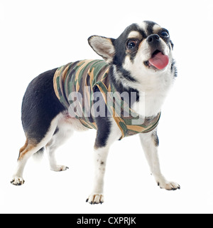 Ritratto di un simpatico vestito di razza chihuahua davanti a uno sfondo bianco Foto Stock