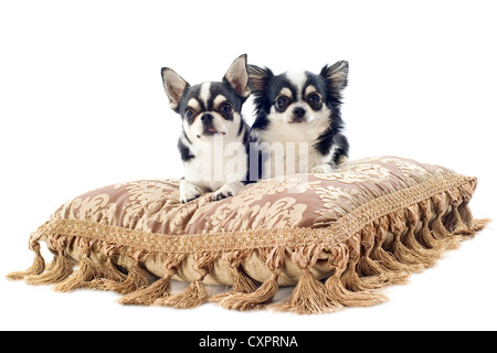 Ritratto di un simpatico chihuahuas di razza pura sul cuscino di fronte a uno sfondo bianco Foto Stock
