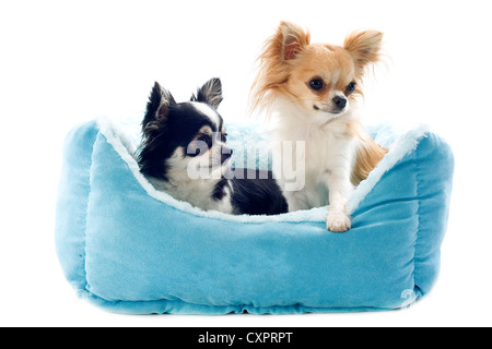 Ritratto di un simpatico chihuahuas di razza di fronte a uno sfondo bianco Foto Stock