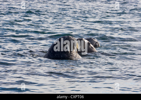 Trichechi nell'Oceano Artico, Sorgfjord, Spitsbergen, Norvegia Foto Stock