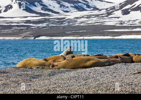 Trichechi sulla spiaggia, Sorgfjord, Spitsbergen, Norvegia Foto Stock