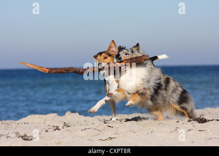 suonare da cani Foto Stock