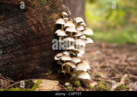 Ciuffo di zolfo funghi ( Hypholoma Fasciculare ), funghi che crescono su un tronco di albero in boschi temperati, Suffolk, Inghilterra, Regno Unito Foto Stock