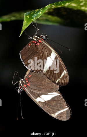 Sara Longwing Butterfly - coniugata Foto Stock