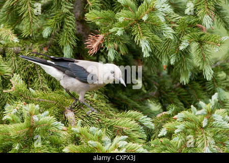 Il songbird Nutcracker di Clark, appollaiato in Spruce Tree Foto Stock