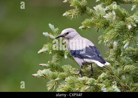 Il songbird Nutcracker di Clark, appollaiato in Spruce Tree Foto Stock