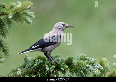 Il songbird Nutcracker di Clark, appollaiato in Spruce Tree Foto Stock