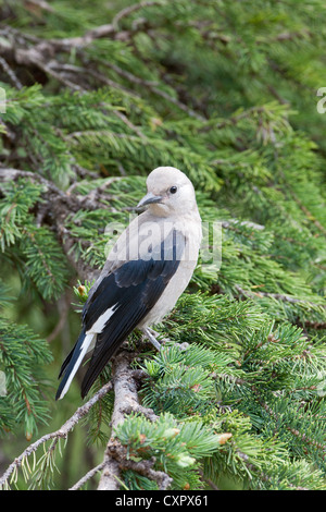 Lo Schiaccianoci di Clark in Spruce Tree Bird Songbird Vertical Foto Stock