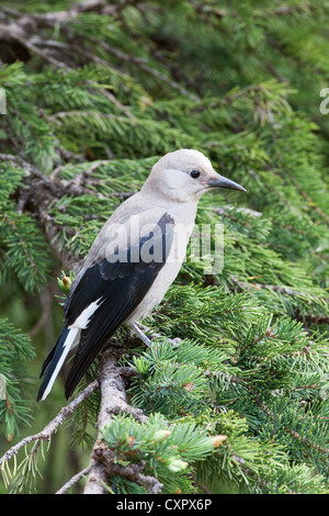 Lo Schiaccianoci di Clark in Spruce Tree Bird Songbird Vertical Foto Stock