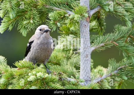 Il songbird Nutcracker di Clark, appollaiato in Spruce Tree Foto Stock