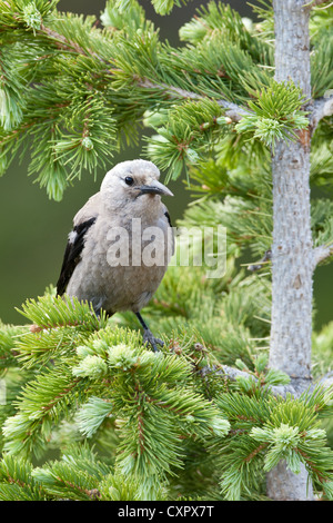 Lo Schiaccianoci di Clark in Spruce Tree Bird Songbird Vertical Foto Stock