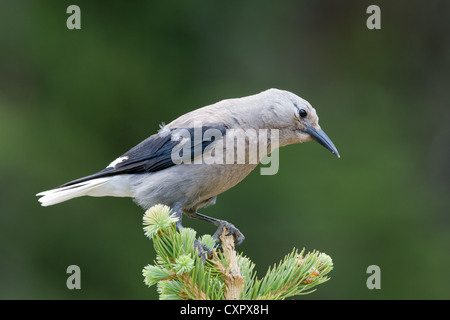 Il songbird Nutcracker di Clark, appollaiato in Spruce Tree Foto Stock